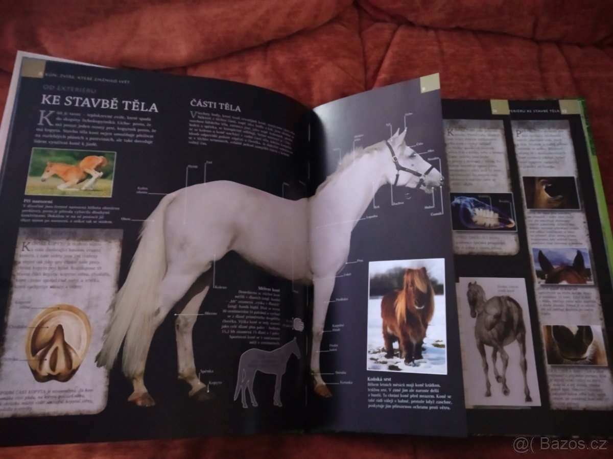 Kůň zvíře, které změnilo svět - 5