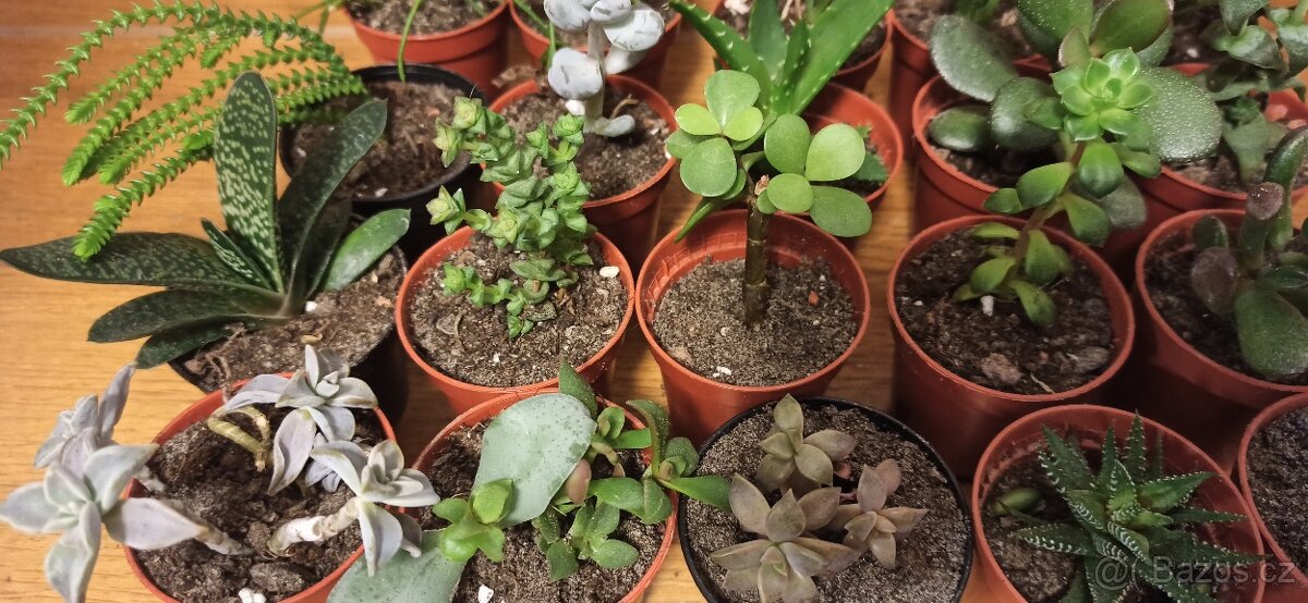 Sukulenty - 5