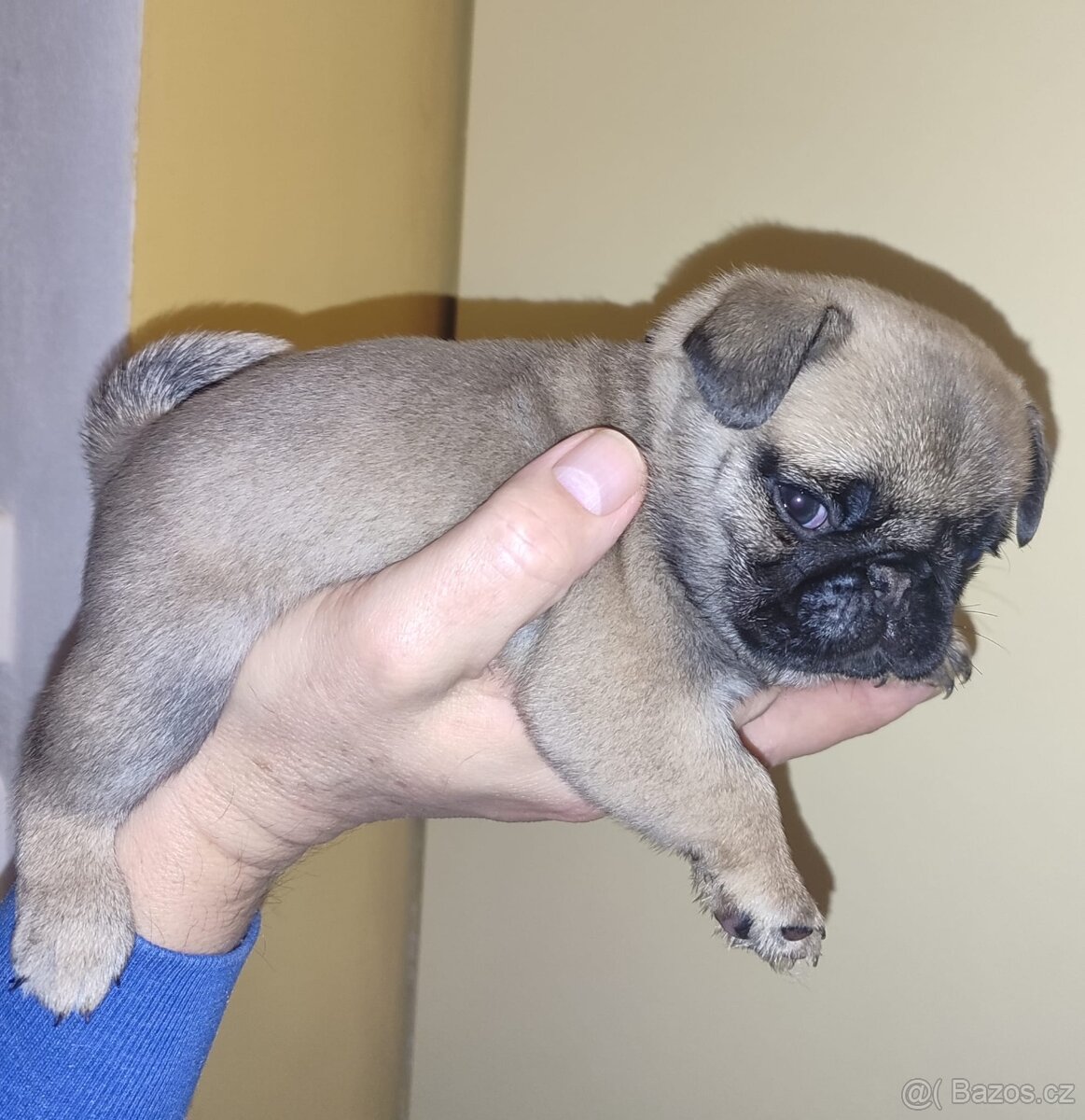 MOPS ŠTĚNĚ s PP - 5