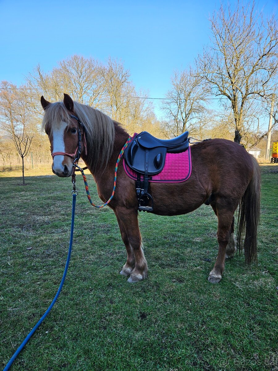 Valach wpbr letos 4 letý - 5