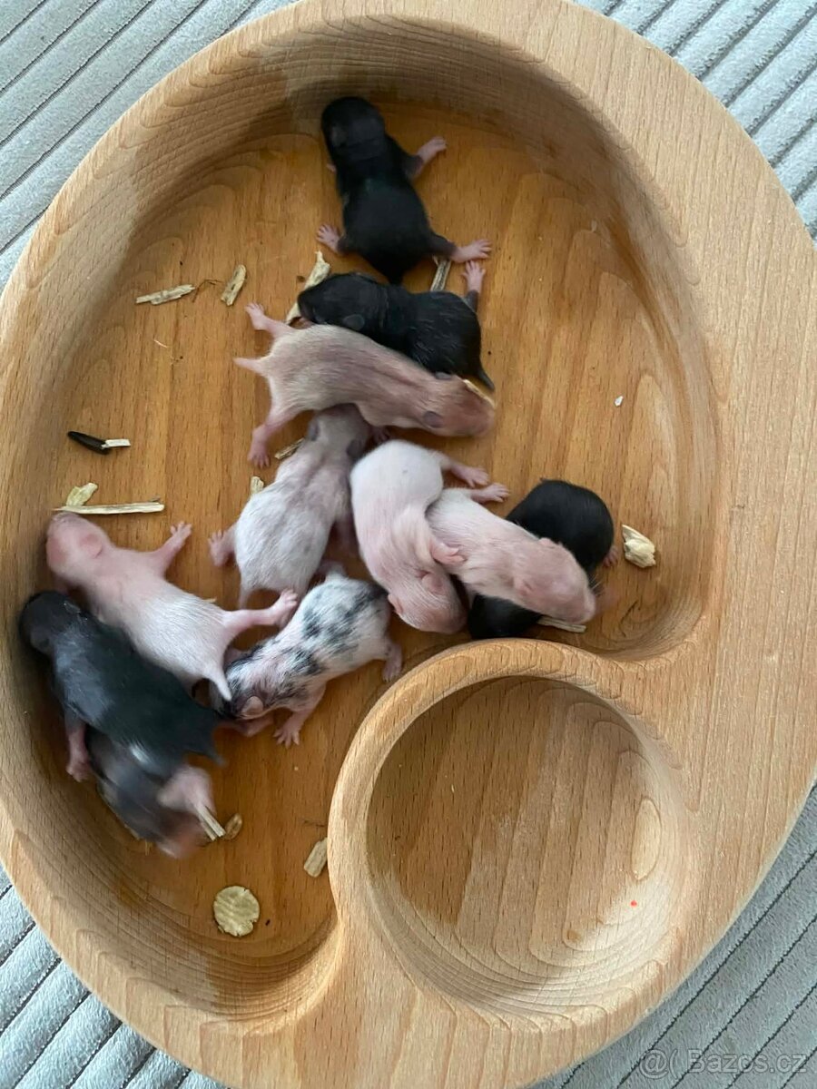 Křeček Syrský nar. 6.3.2026 - 5