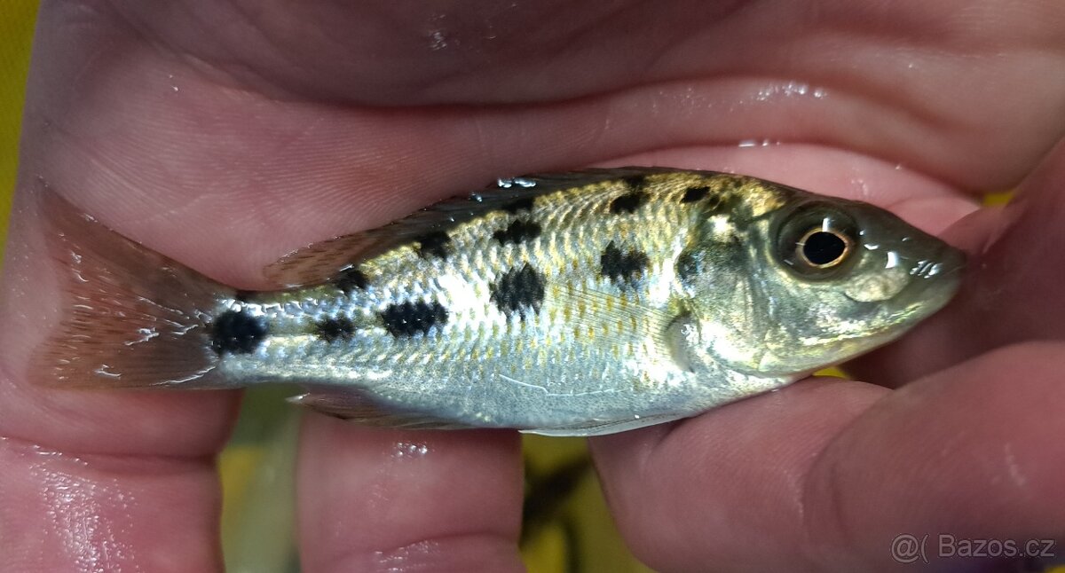 Malawi ... Fossorochromis rostratus vel. 9-11cm - 5