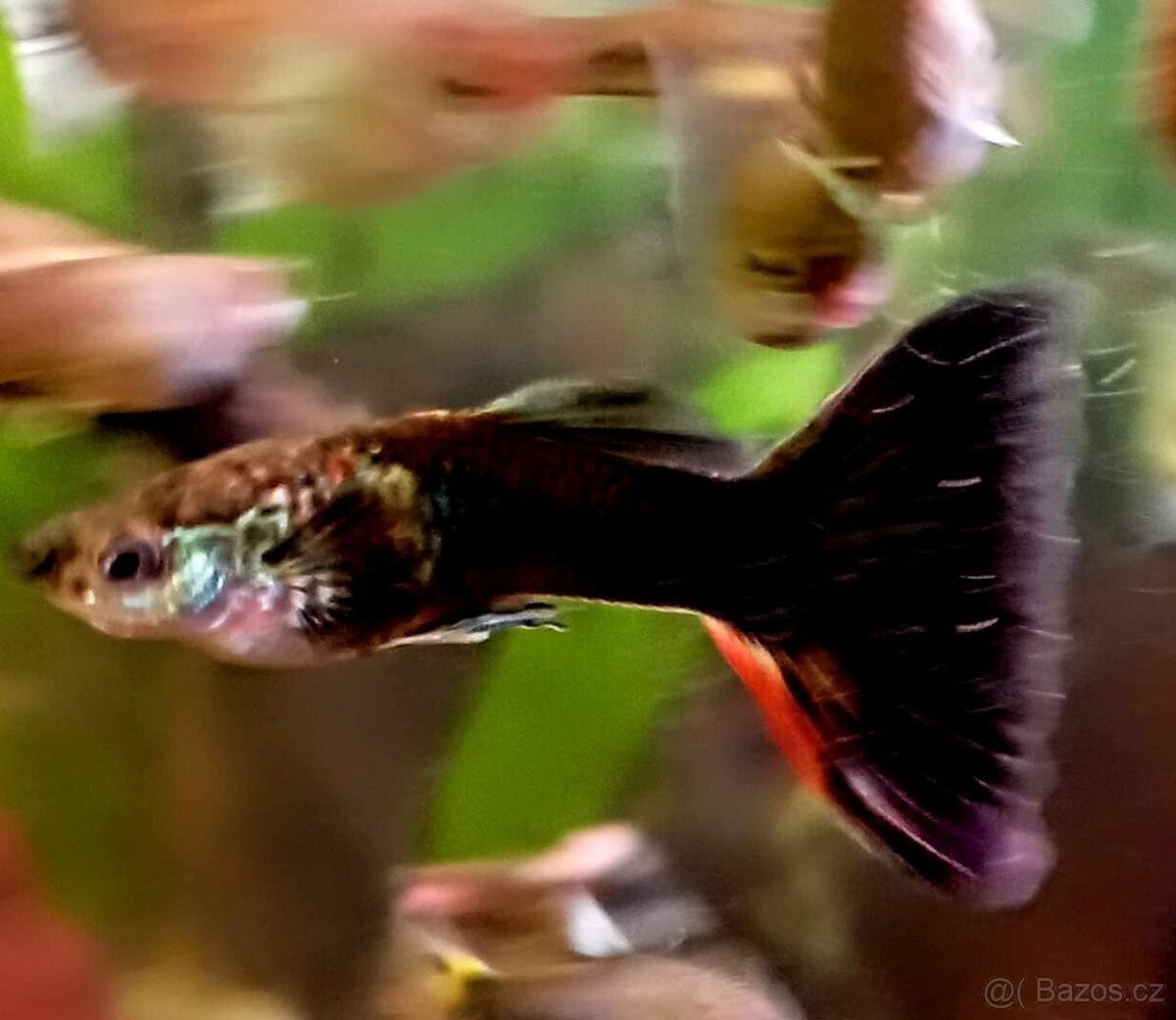 Paví očka Guppky Prachaticko - 5