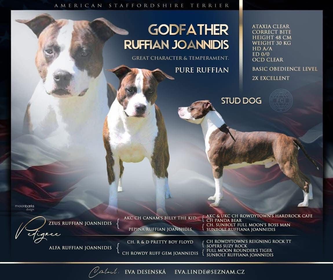 Americký stafordširský terier - 5