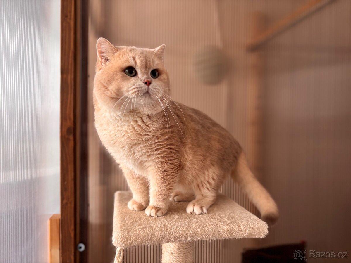 Britský kocour z pp - 5