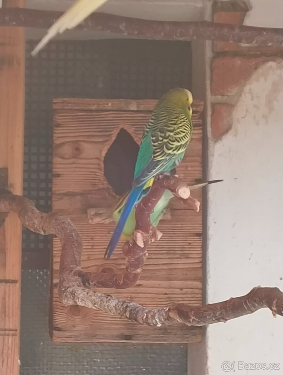 Prodám letošní mláďata korel a andulek - 5