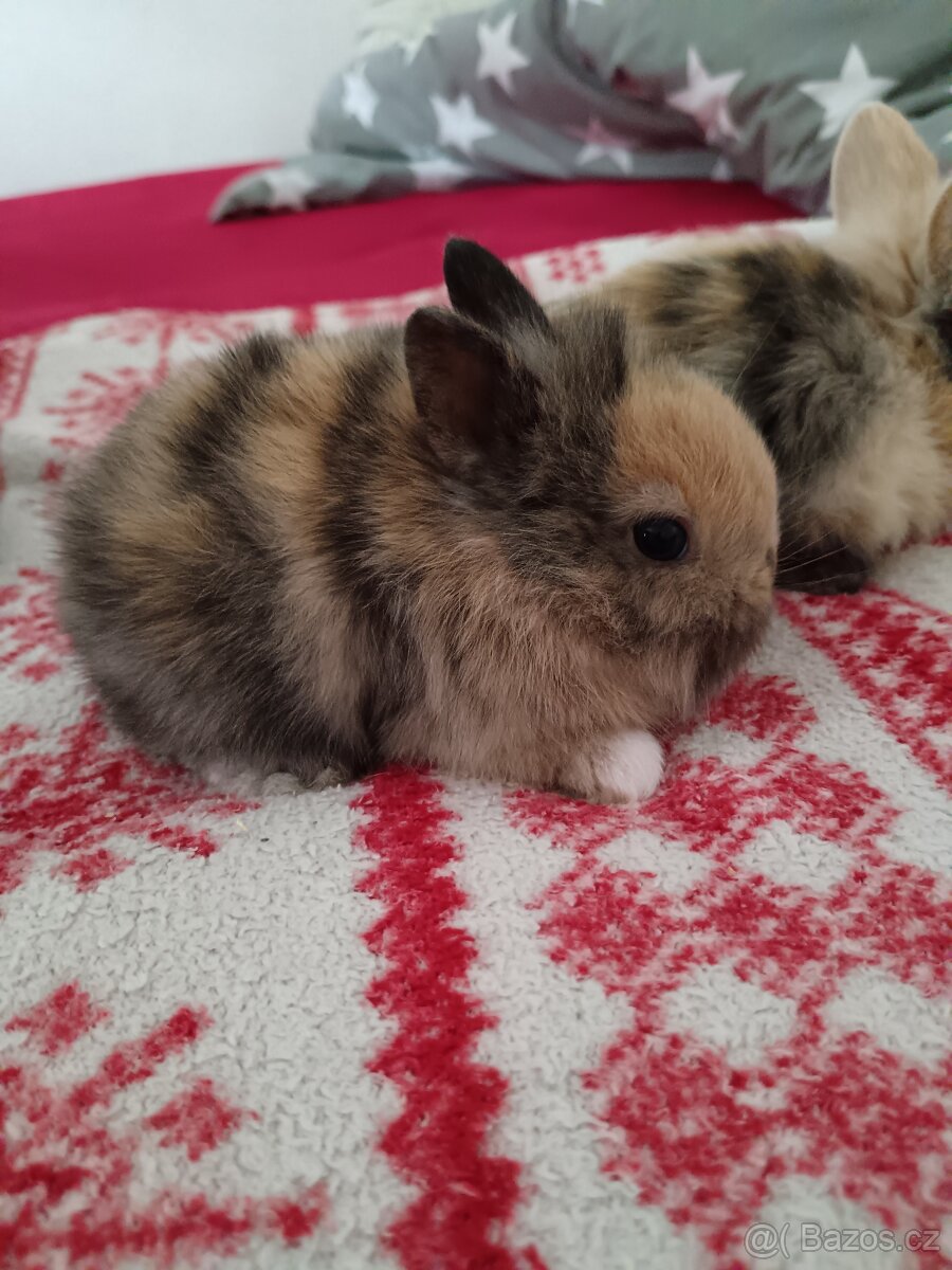 Zakrslý králík králíček - 5