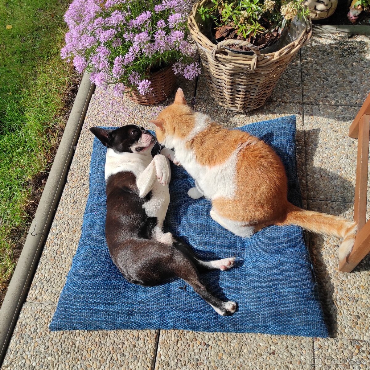 Bostonek ke kryti - 5