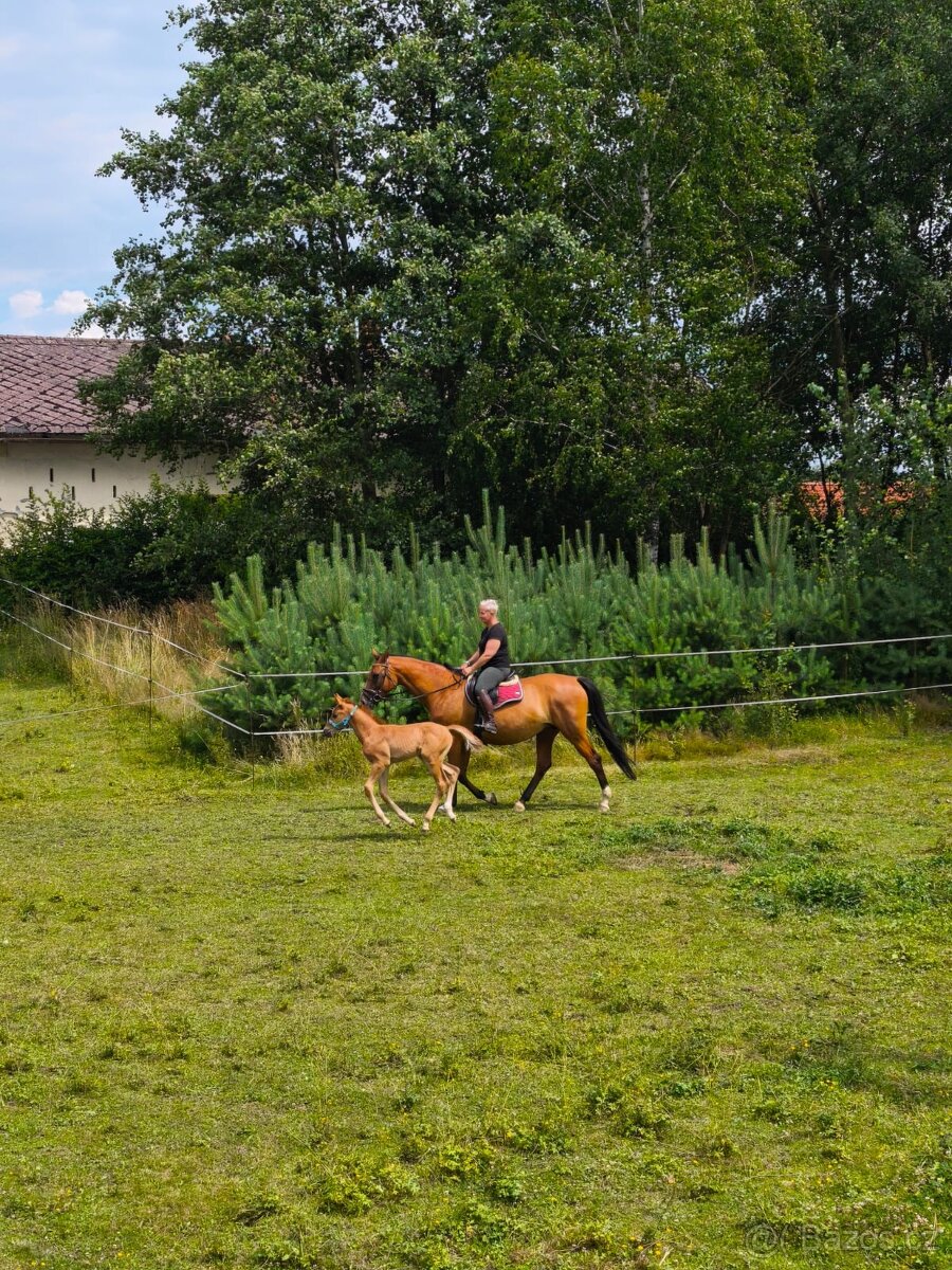 Letošní hřebeček - 5