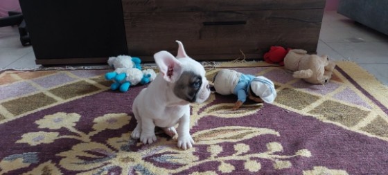 Francouzský buldoček - 5