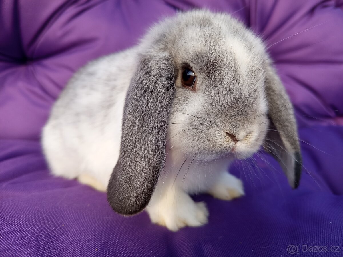 Zakrslí beránci - samečkové - 5