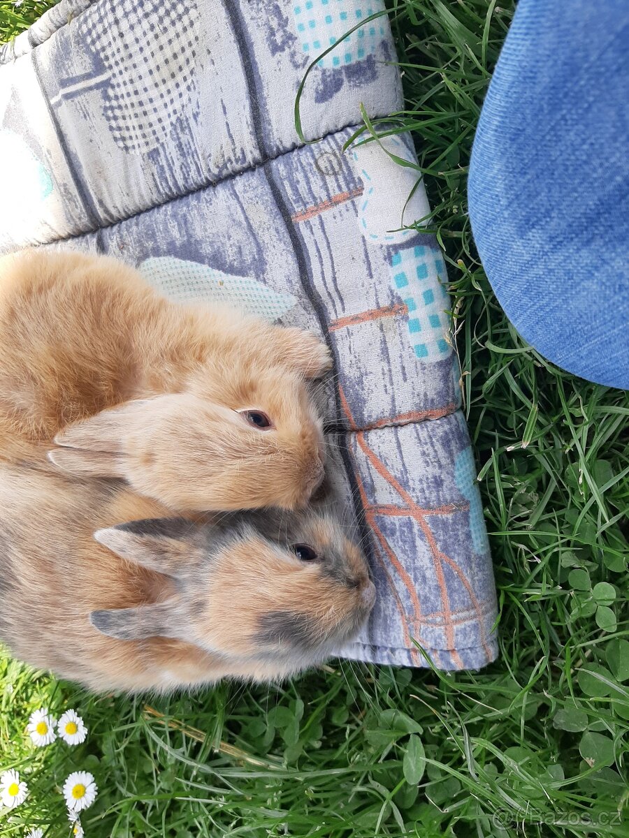Kraličci zakrslí - 5