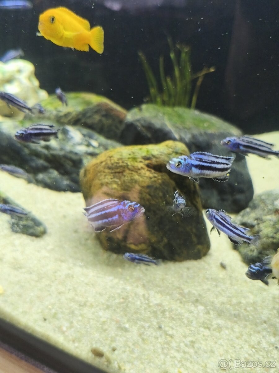 Tlamovci (melanochromis maingano) - 5