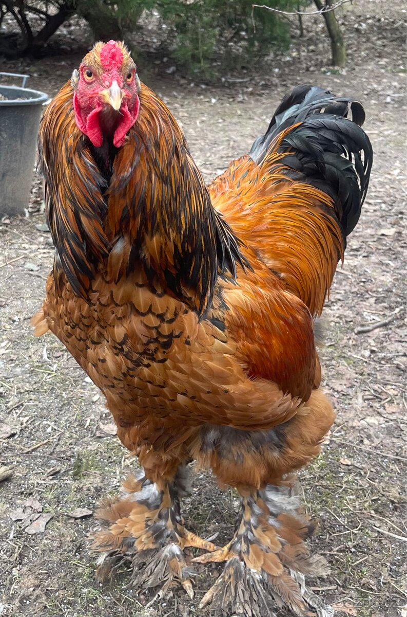 Brahmanky velká (porcelánová) - 5