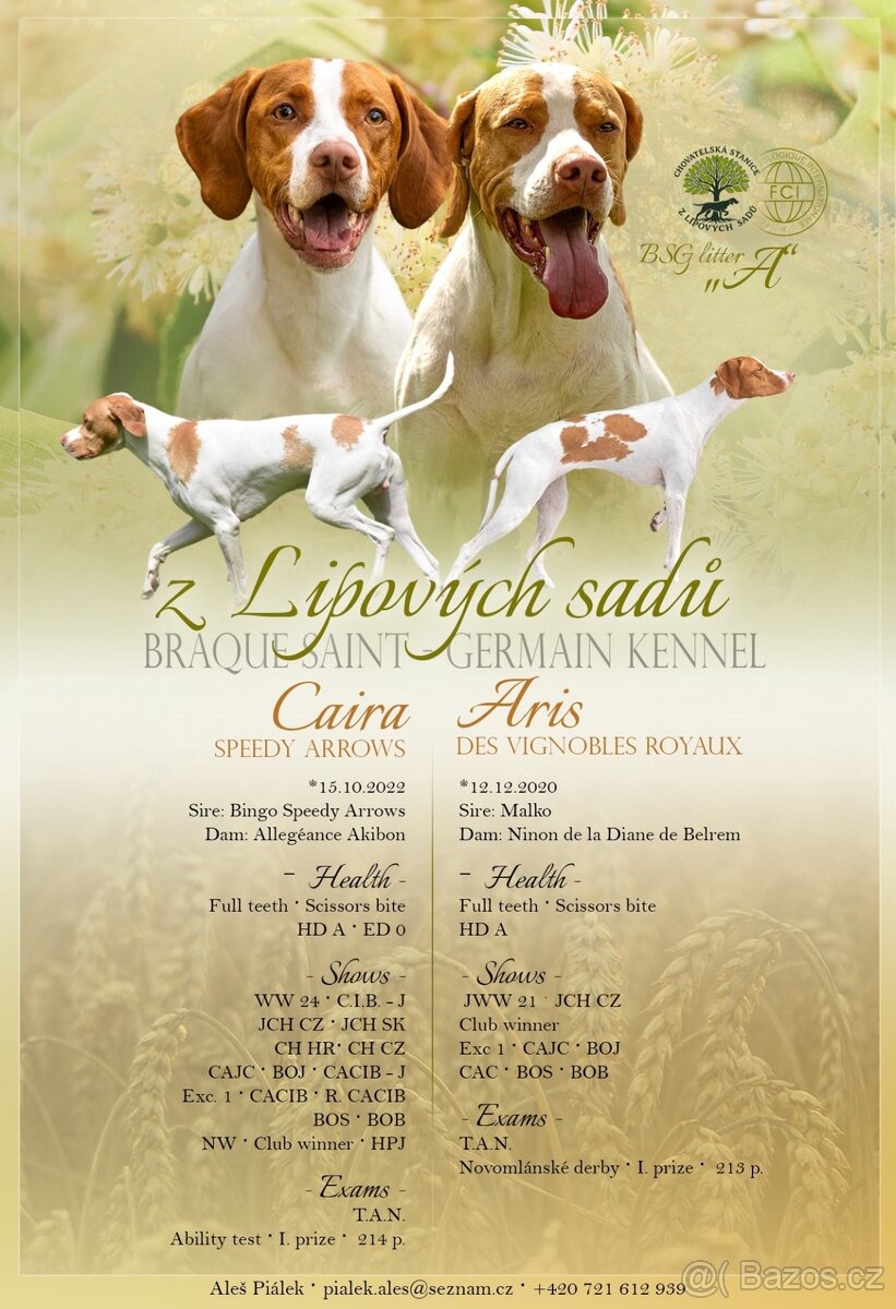 Saintgermánský ohař - 5