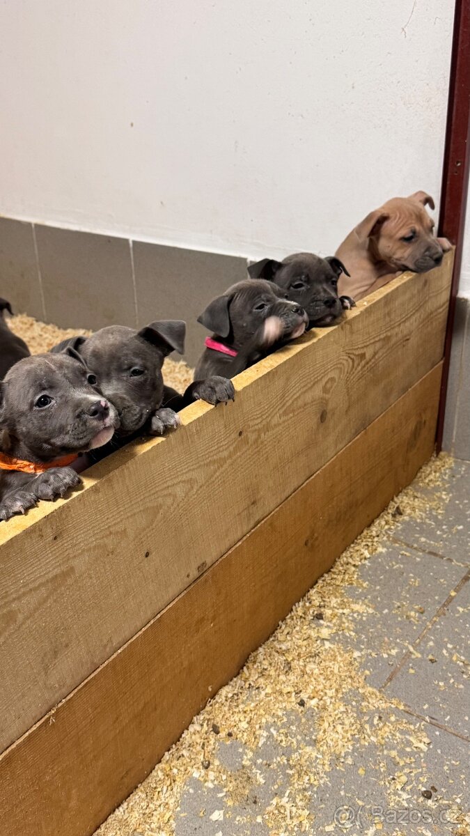 Americký stafordširský teriér - 5