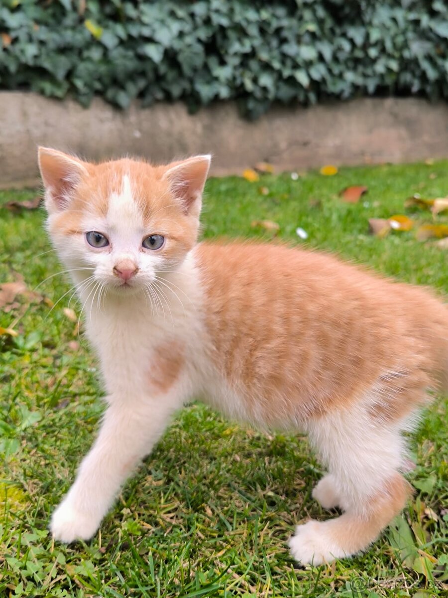 Zdravá & hravá KOŤÁTKA - 5