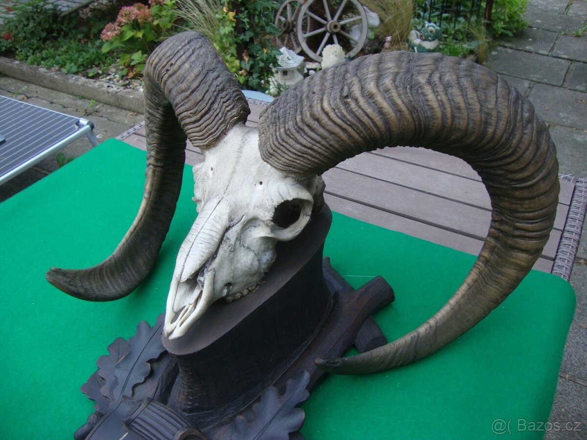 Starožitná Mufloní trofej Muflon 1912 medailové rozměry top - 5