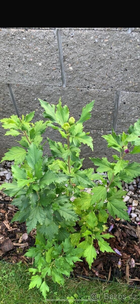 Semena ibišek, durman, afrikán - 5