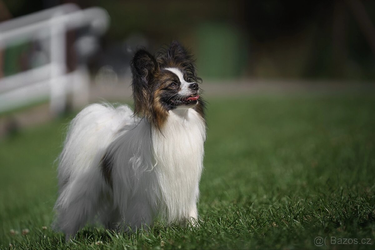 Pejsek papillon s PP - 5