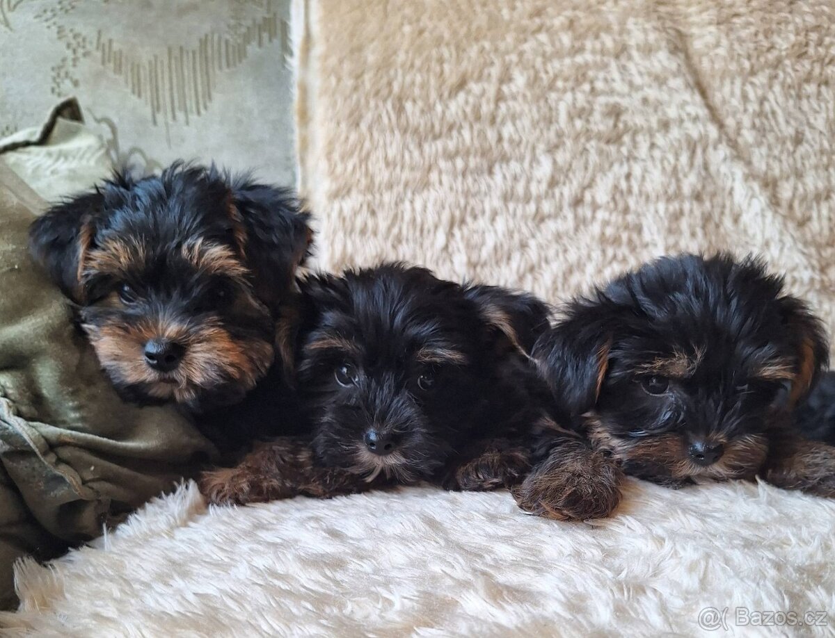 Jorkšír,jork,jorkšírsky teriér,yorkšhir - 5