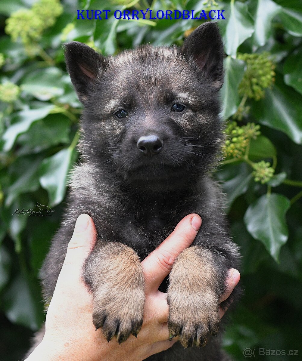 Štěňátka Německý Ovčák s PP - 5