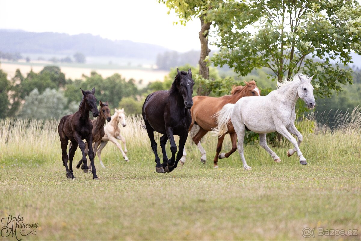Stáj Zámek Ellischau - luxusní hřebeček CS r.2025 - 5