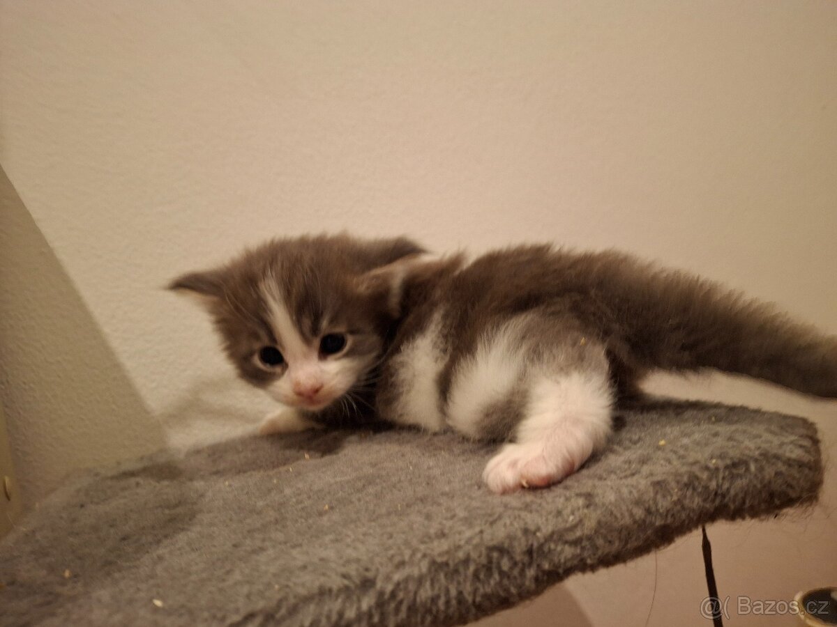 Mainská mývalí kočička - 5