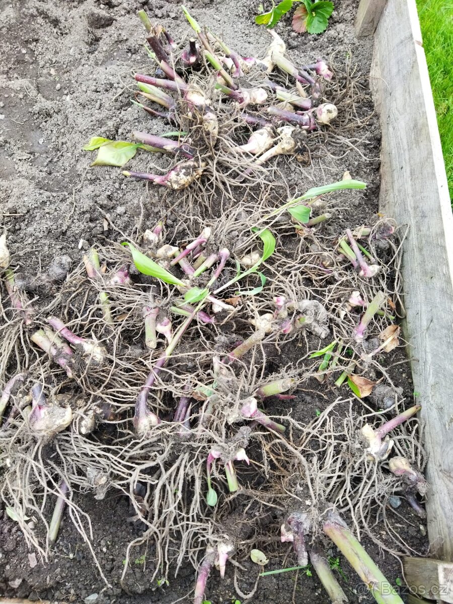 Hlízy jiřin a hlízy kany - 5