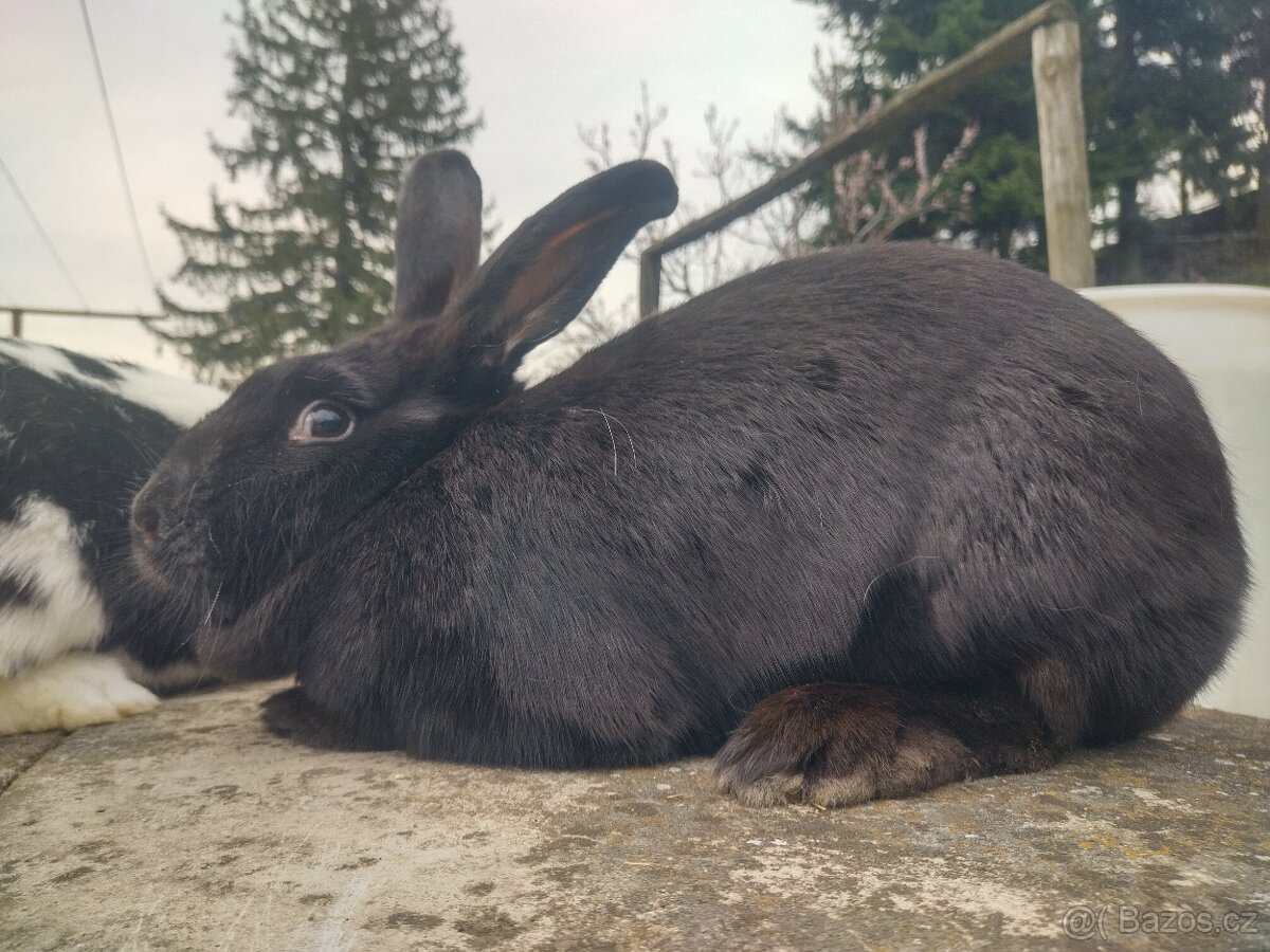 Mladé loňské samice - 5