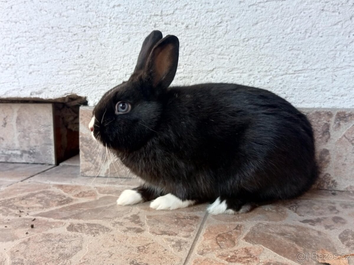 Zakrslý Králíček Hladký - 5