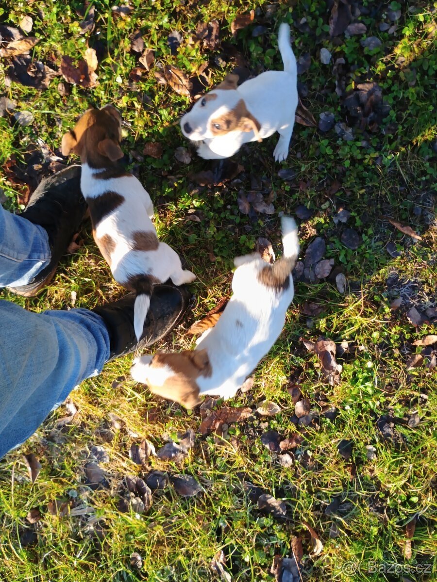 Jack Russel - 5