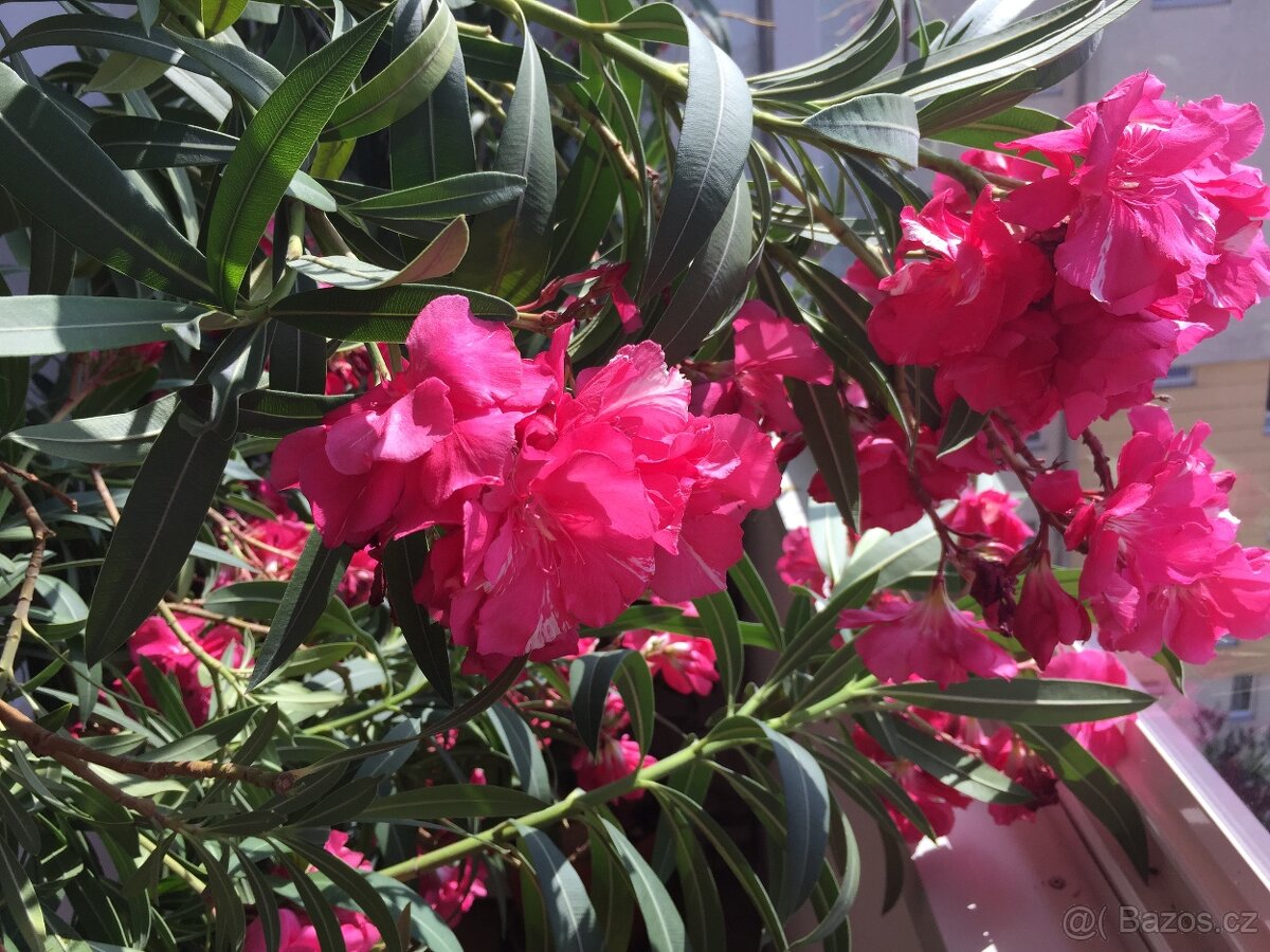 Prodám oleandry - 5