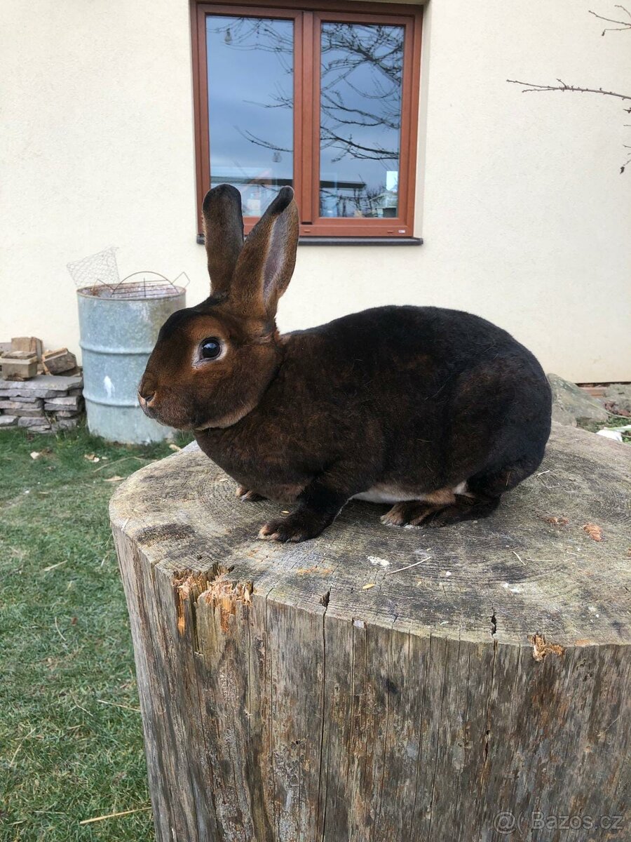 Prodám samce a samici plemene kastorex - 5