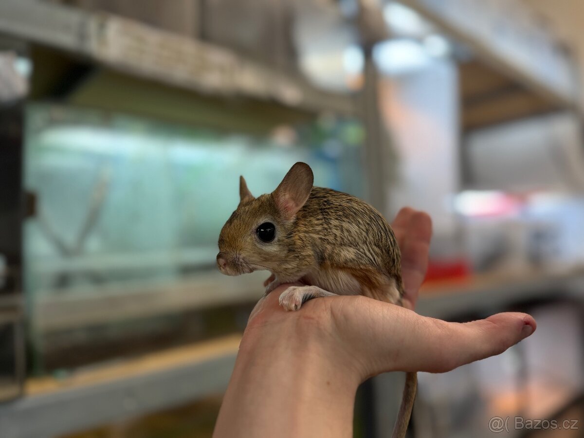 Možnost využít odběr i 24.12.2025 - 5