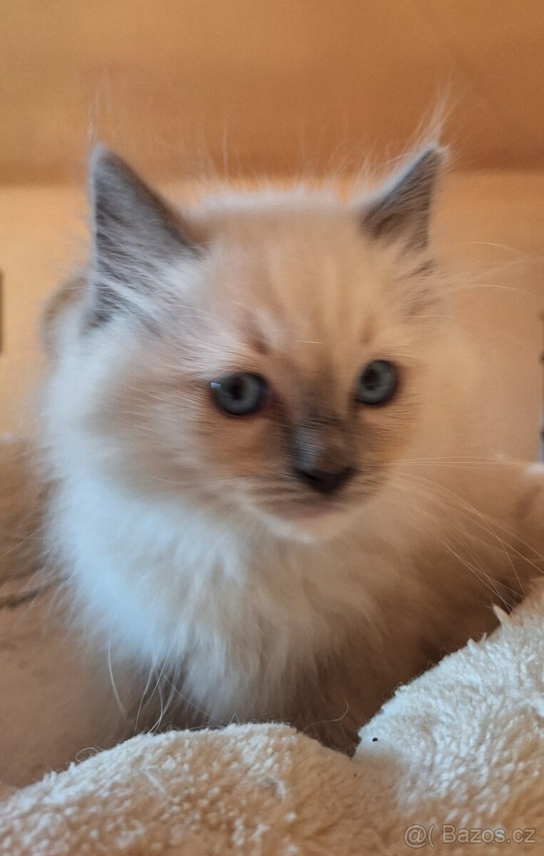 Nádherné Ragdoll kotatka s pp - 5