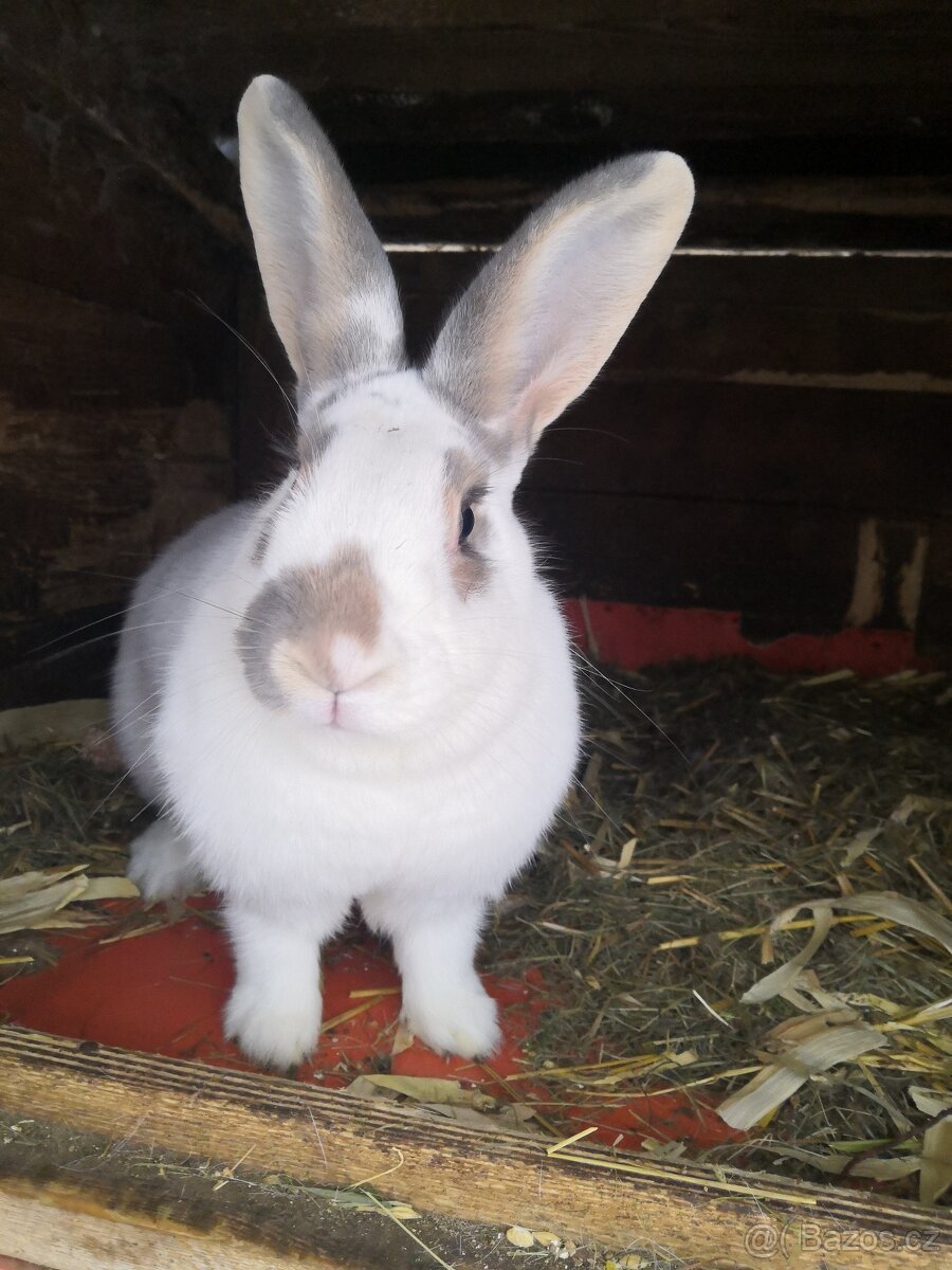 prodej králíků Valašský strakáč - 5