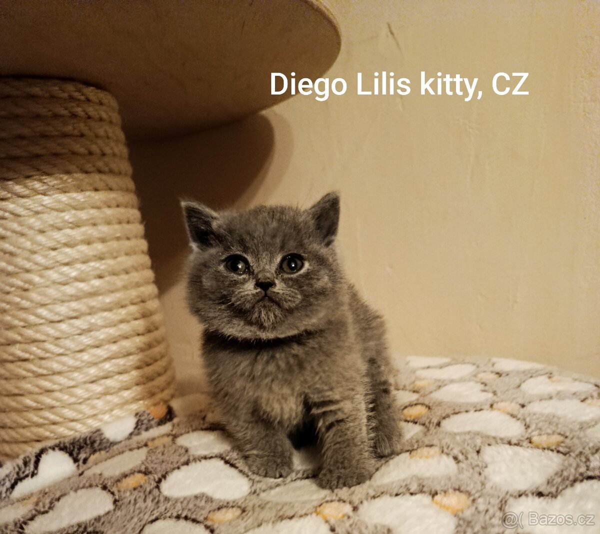 Britská modrá krátkosrstá - 5