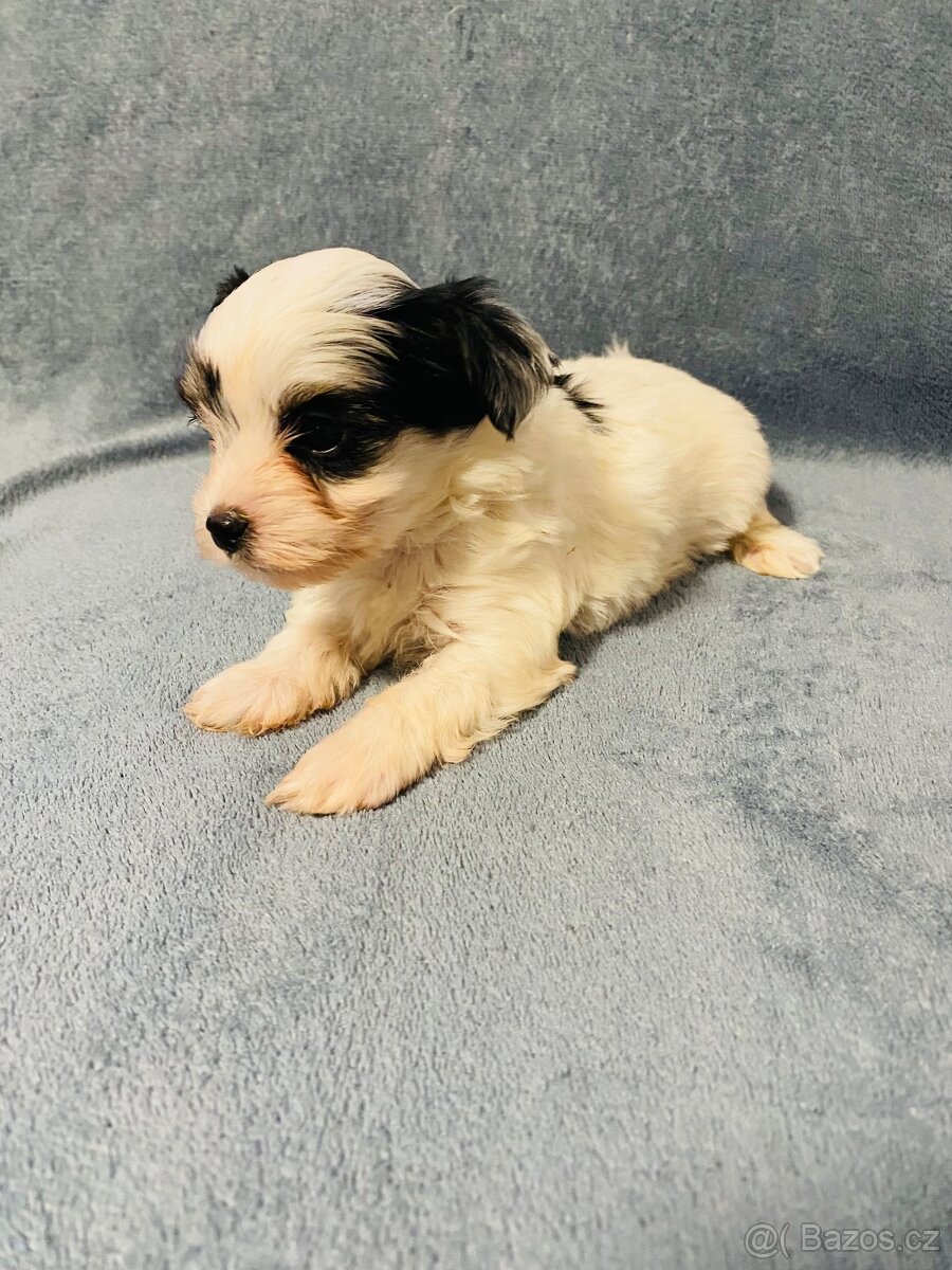 Jorkšírský teriér - 5