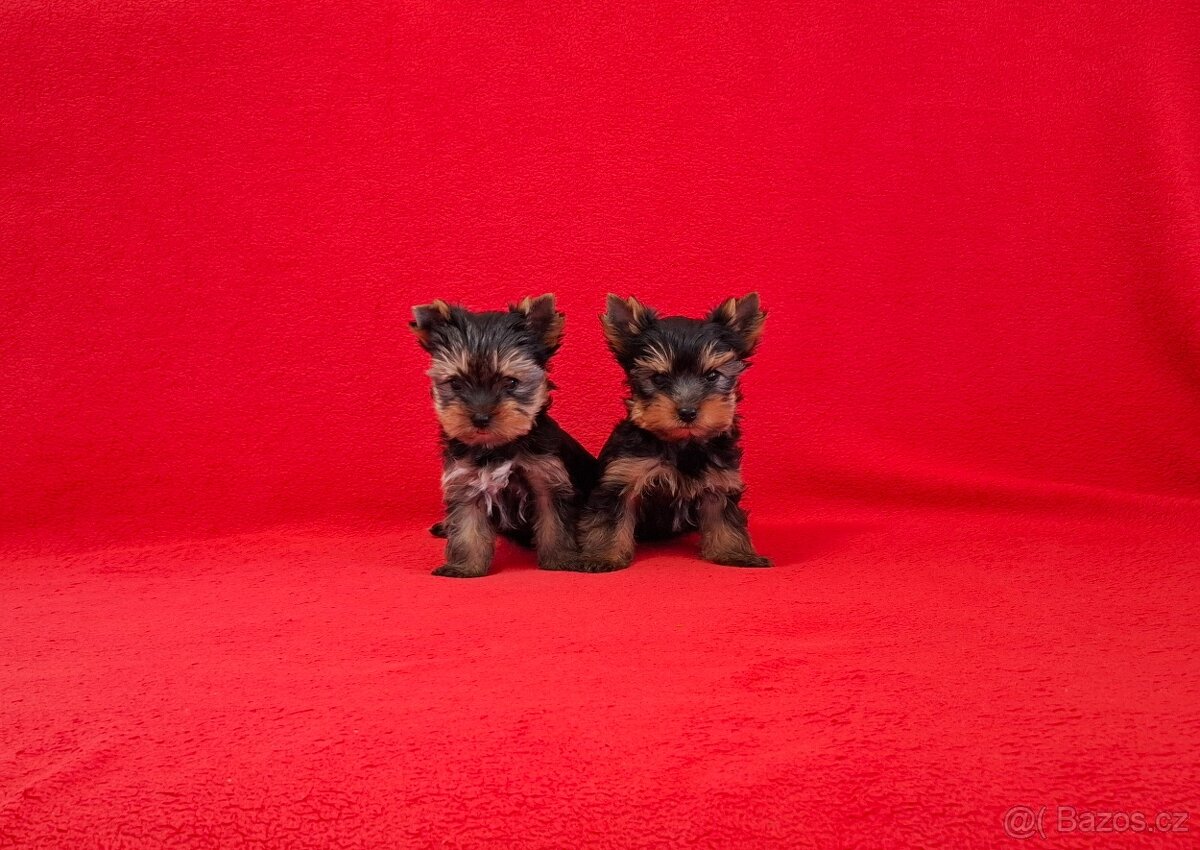 Jorkšírský terier s PP - 5