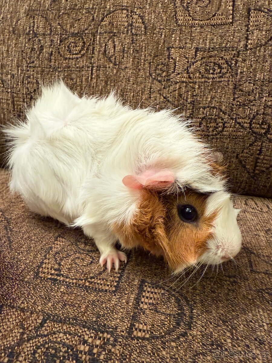 Morče kluk rozeta - 5