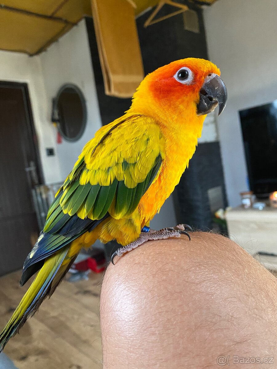 Aratinga Sluneční - Ručně Dokrmená samička - mega mazel - 5