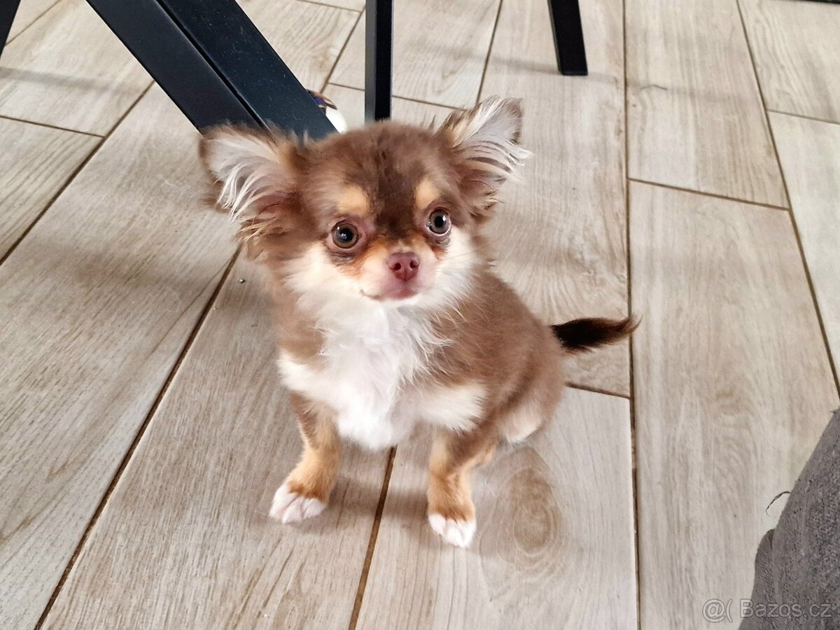 Fenka čivava s PP - 5