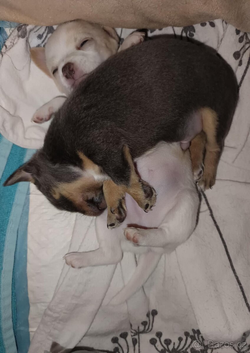 Pes ke krytí ( ne na prodej ) - 5