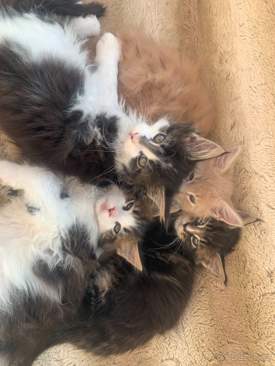 Mainská mývalí kočka s PP - kocourci - 5