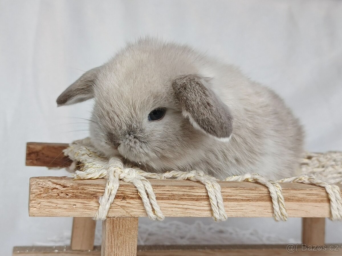 Minilop - zakrslý králíček, beránek - 5