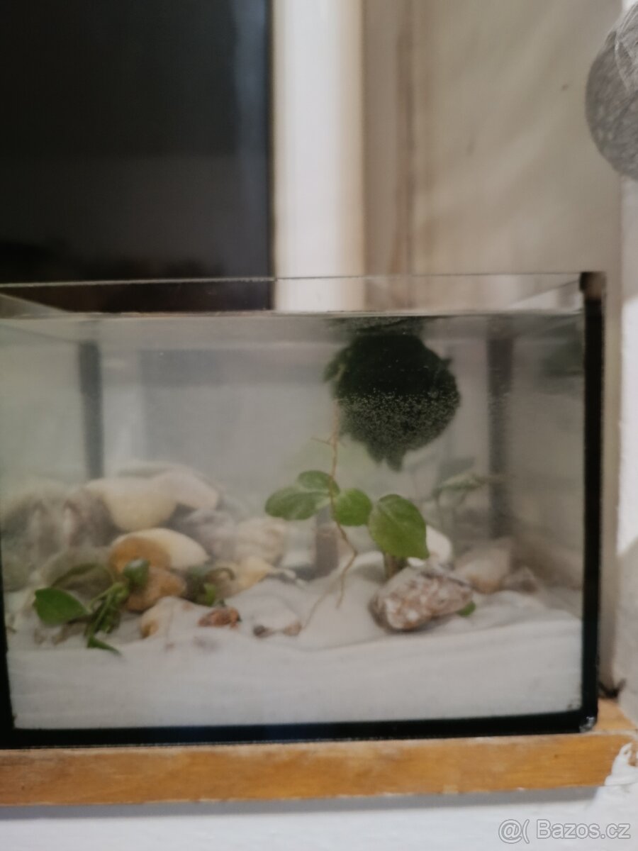 Prodám akvária s rybičkami - 5