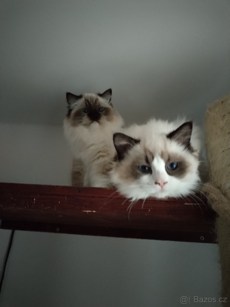 Ragdoll kotě s PP - 5
