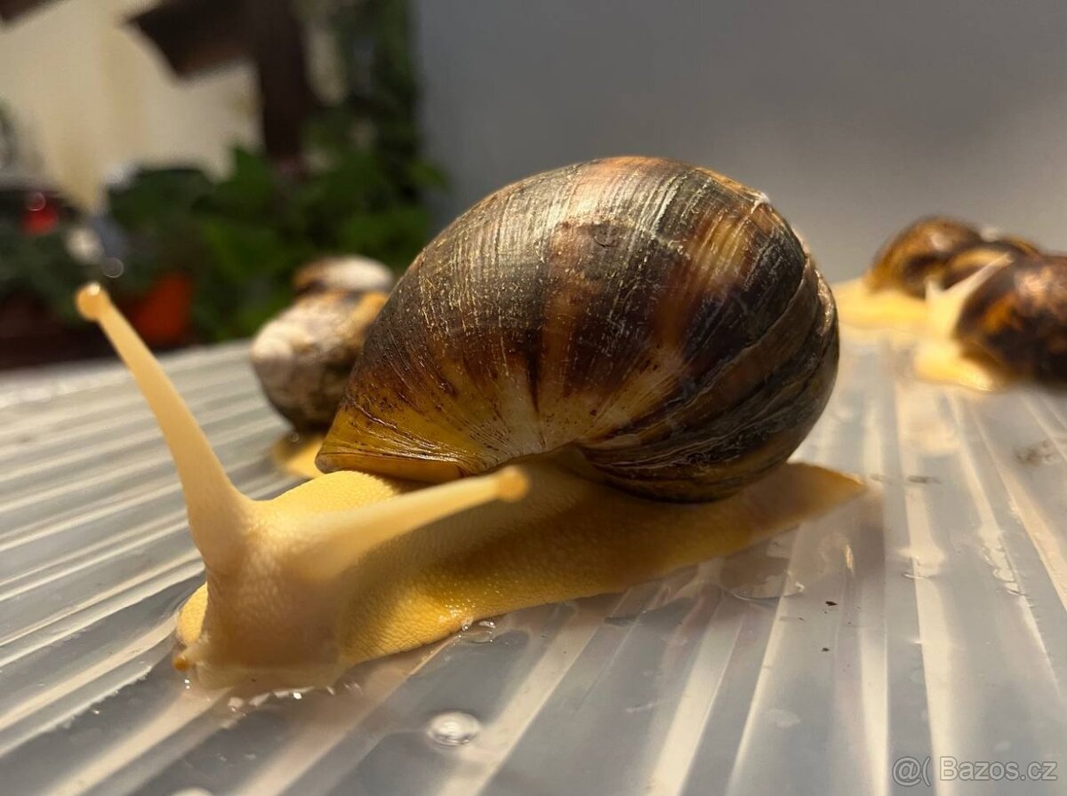 Archachatina marginata ovum - mladata 6 mesicu - 5