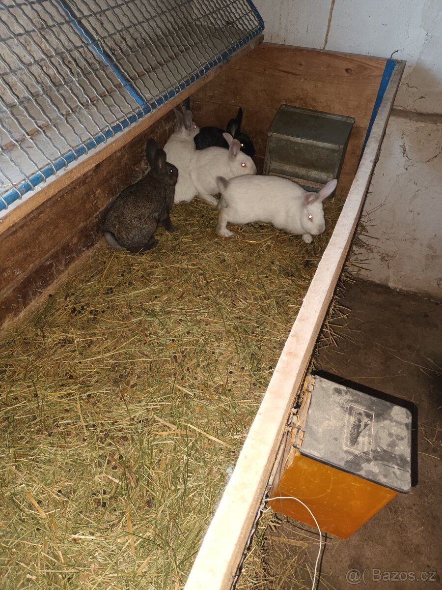 Králíci na dokrmení - 5